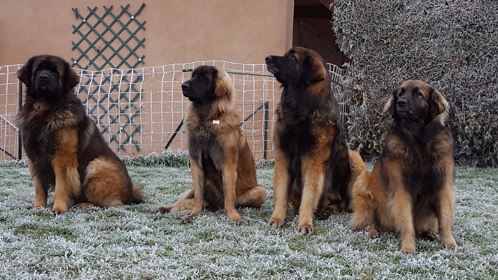 Leywa du Chapeau de gendarme